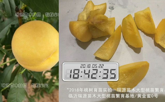 油蟠桃6—6品种介绍