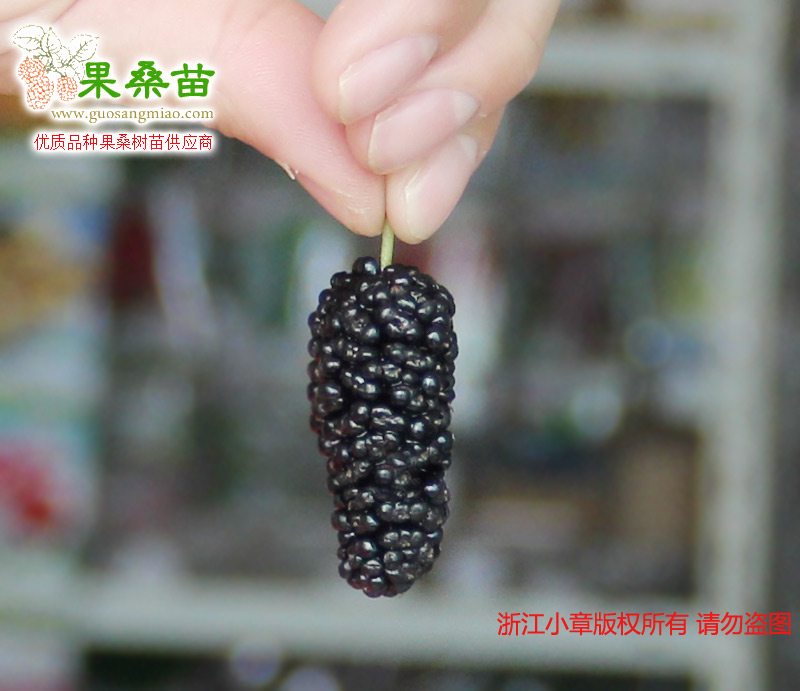 無籽大十果桑-桑葚2.jpg