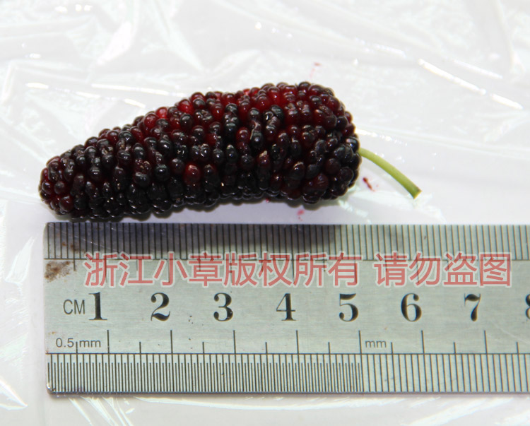 大十測量.jpg