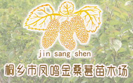 金桑葚果桑苗基地,批發(fā)福建桑葚樹苗價(jià)格優(yōu)惠