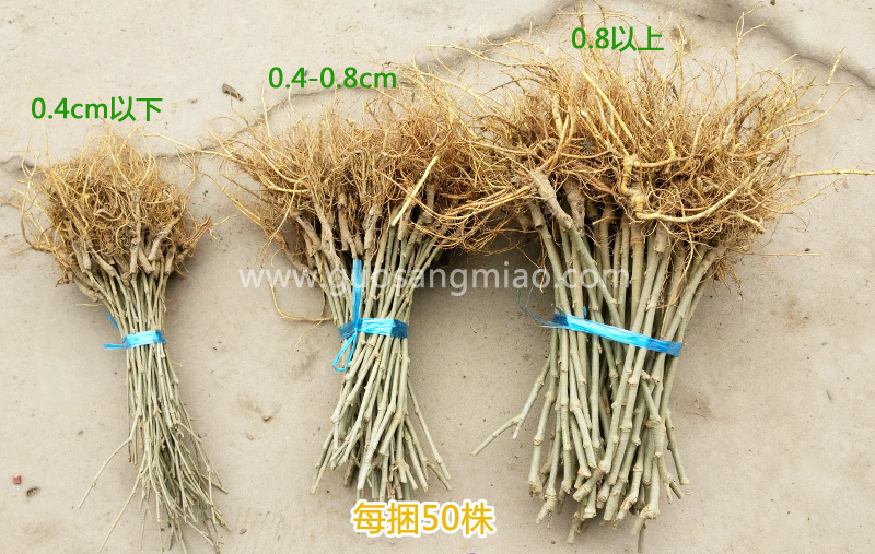 果桑苗規(guī)格根系發(fā)達(dá),福建果桑苗