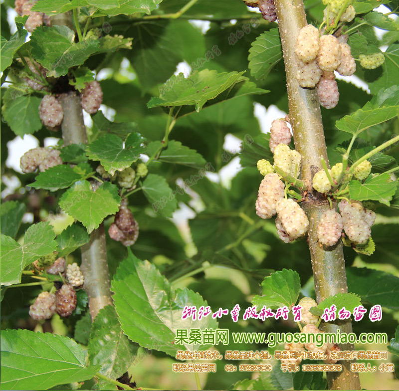 福建白珍珠白桑葚批量種植效益怎么樣，福建白果桑豐產(chǎn)嗎，福建白果?？梢苑N嗎