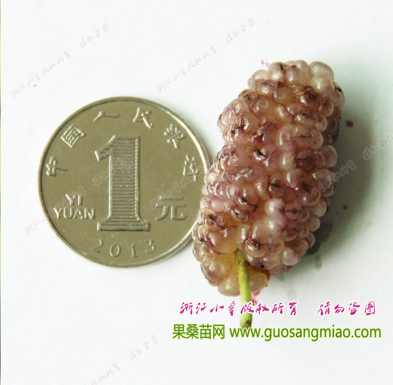 福建白珍珠桑葚個(gè)頭大嗎，福建白珍珠果桑和一元硬幣比較大小