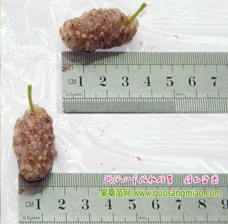 福建白珍珠桑葚的大小，測(cè)量福建白珍珠桑葚個(gè)頭的大小