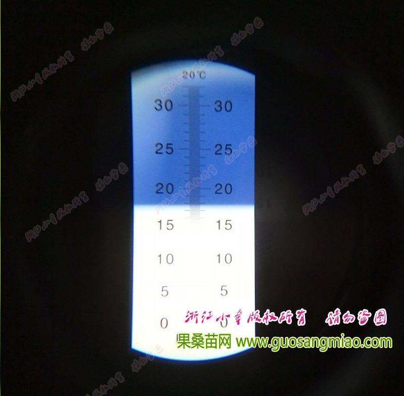福建白珍珠果桑甜不甜，福建白桑葚味道好嗎？白珍珠甜度到達(dá)17%以上，福建白果桑很甜的噢