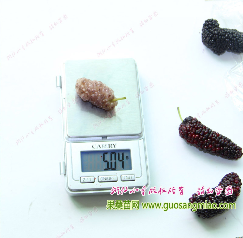 福建白珍珠桑葚有多少克重，福建白珍珠果桑的單個(gè)重量.