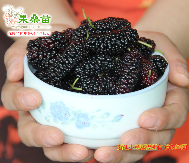 四川桑葚品種