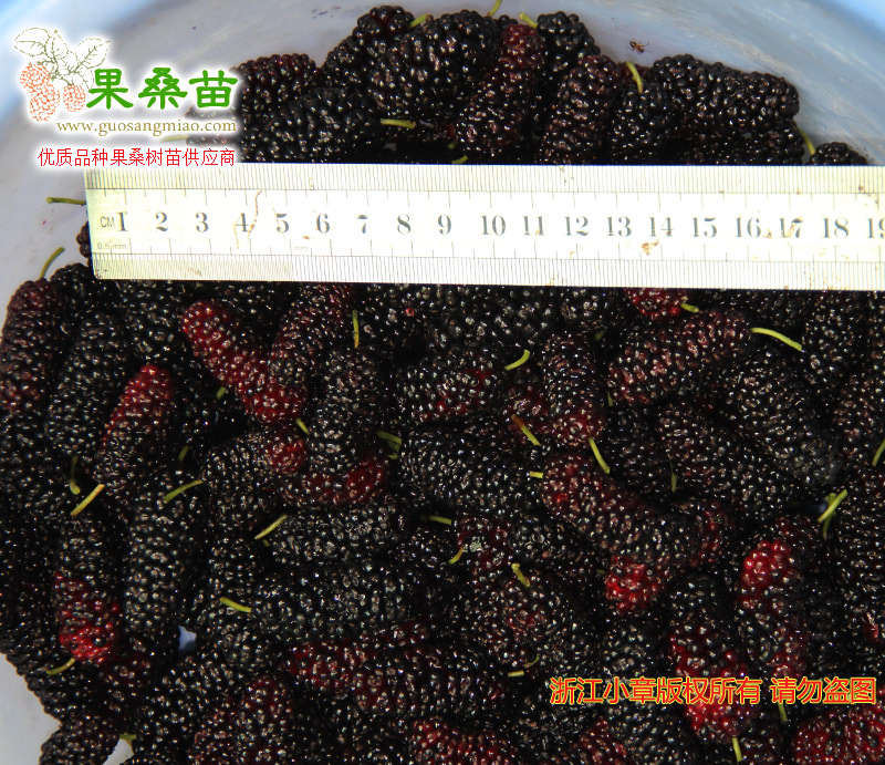 山東果桑苗基地