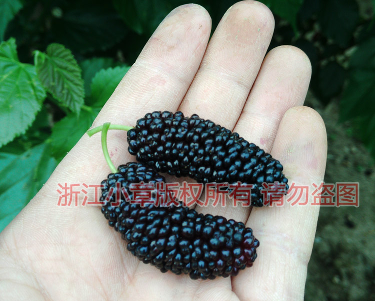 山東大桑樹果實,無籽大十果桑苗