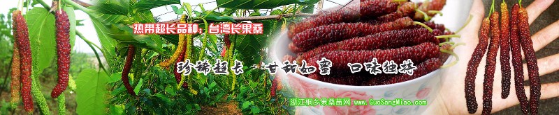 長(zhǎng)果桑1920-400.jpg