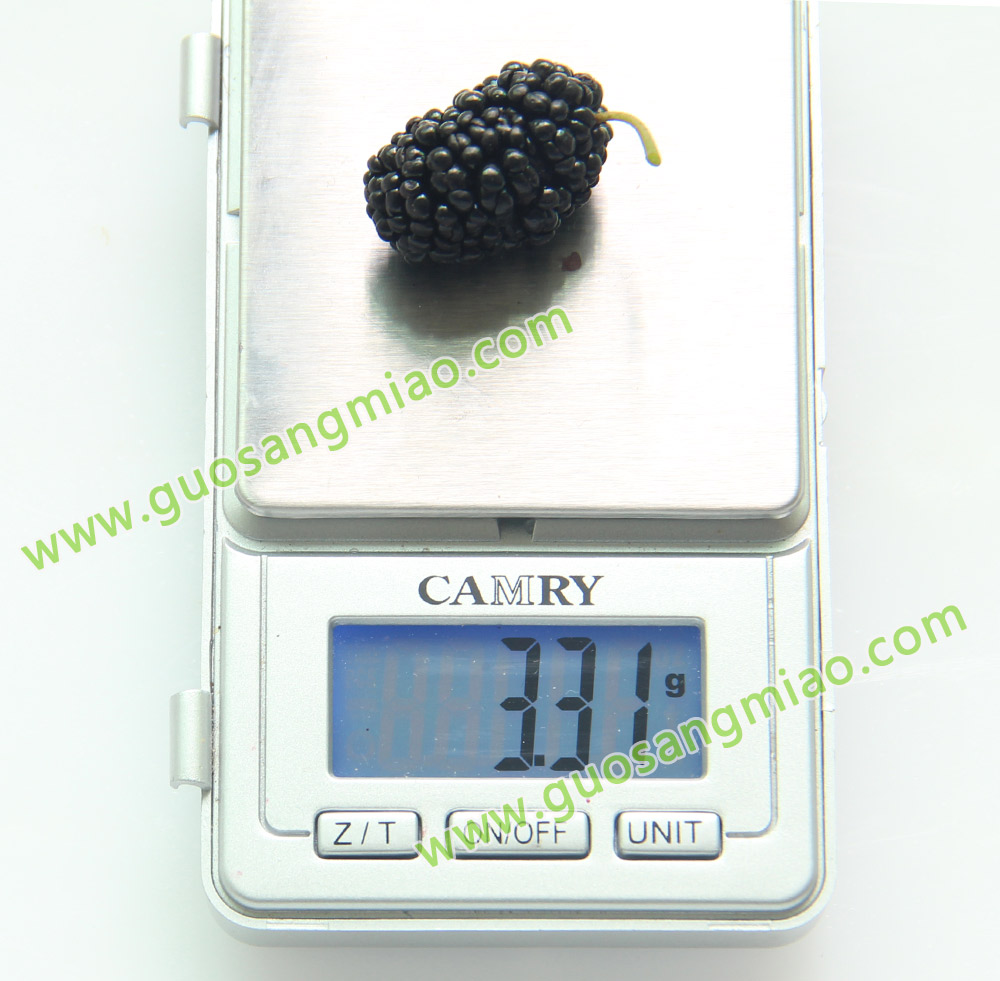 桑葚品种46C019成熟果子克重测量