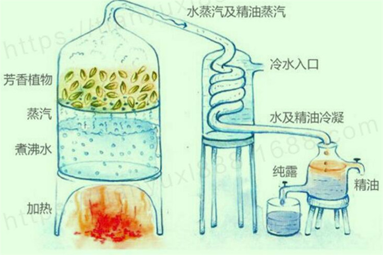 天然香樟精油驱蟑螂驱虫纯樟油