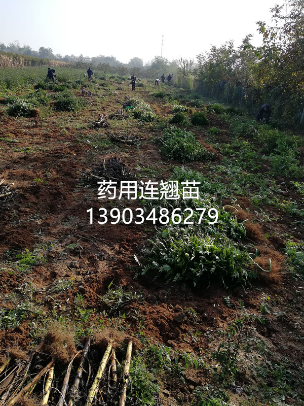 山西药用连翘苗,连翘苗基地,连翘苗药用价值,山西山坡造林连翘树苗
