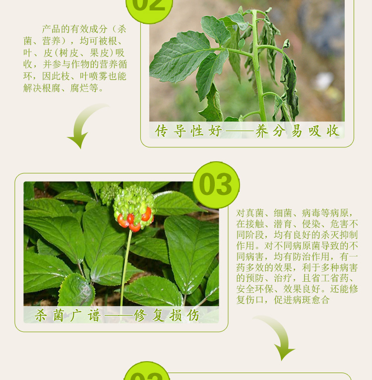 青枯立克 (4).jpg