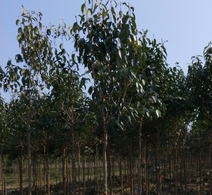 大葉女貞樹(shù)