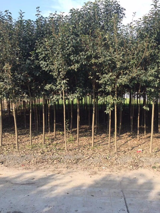 大葉女貞樹(shù)應(yīng)用