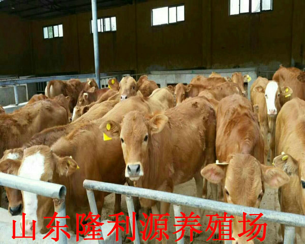 西门塔尔牛4代哪里买