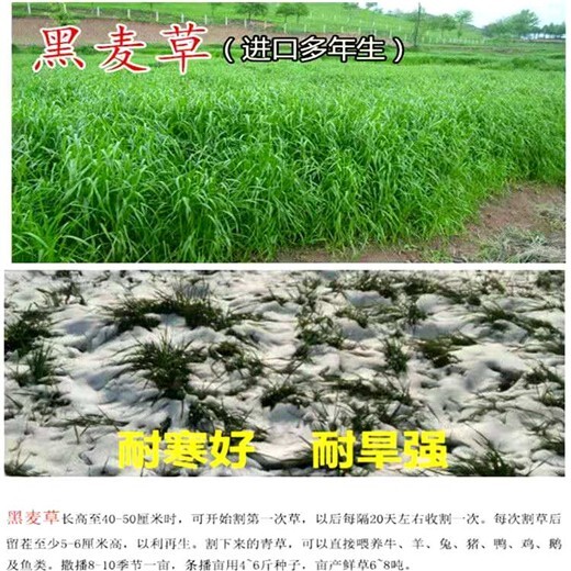 普兰常青牧草种子经销商出售进口水稗草牧草种子价格查询