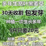 广安牧草种子销售图片4