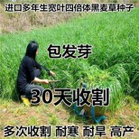 广东牛羊草种子批发图片1