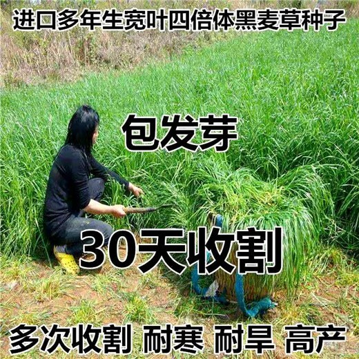 可克达拉牧草籽供应商