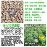 淮南牧草籽厂家图片5