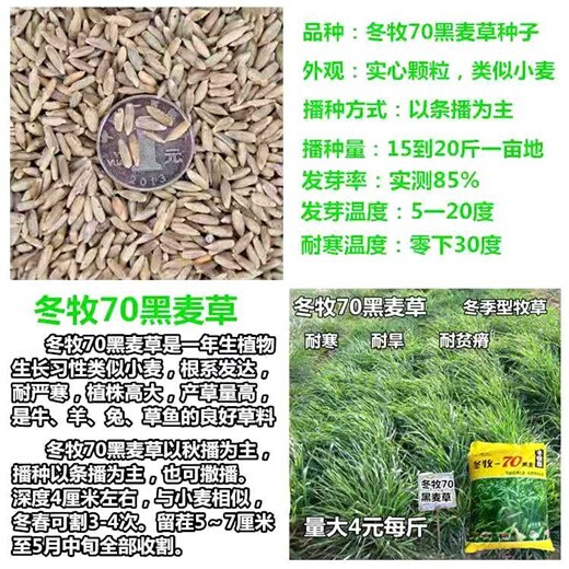 海东牧草籽厂家