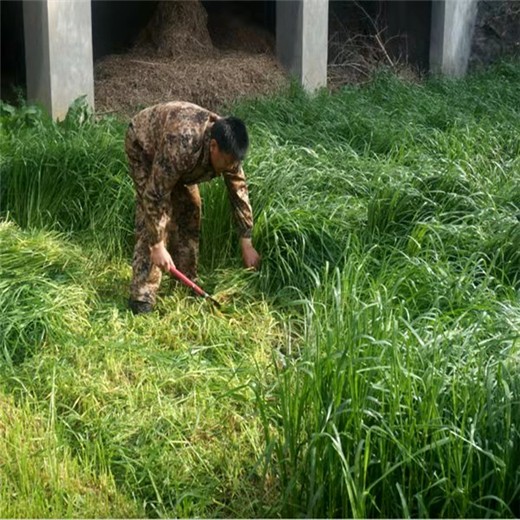 广西来宾常青草种草籽种子站批发耐热花草种子