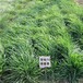 四川瀘州草種籽供應商網點