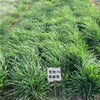 牡丹江草坪草籽銷售
