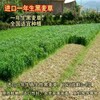 雨山区常青牧草种子经销商出售进口小米草牧草种子亩产80吨