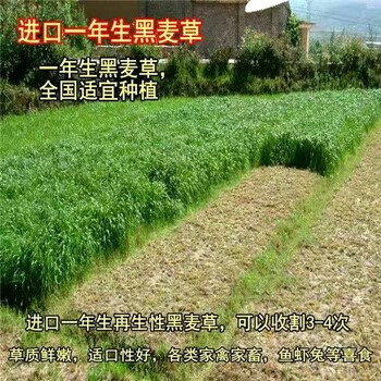 黃南草種批發(fā)商包郵√