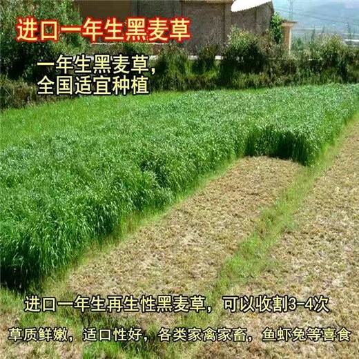 青山常青牧草种子供货商出售进口饲草种子价格查询