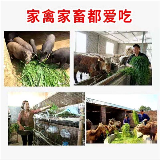 阿勒泰牛羊草种子厂家