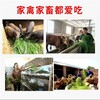 沈阳常青牧草种子厂家出售进口多年生牧草种子价格查询