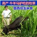 通州牧草種子公司