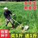 湖南郴州草籽种子种子站畜牧局推荐