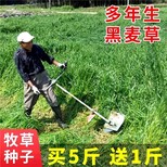 贵州遵义花草种子专卖店上门指导√图片0