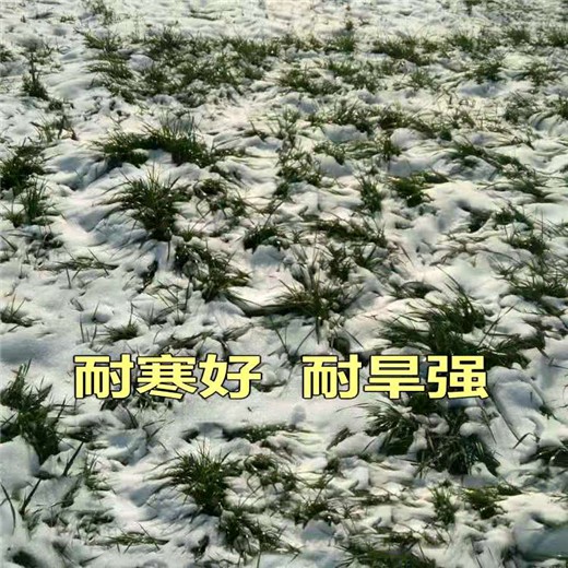 贵州黔东南常青草种草籽交易市场批发边坡常用种子
