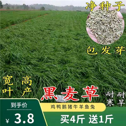 金昌常青牧草种子厂家出售进口直接喂食牧草种子批发价格
