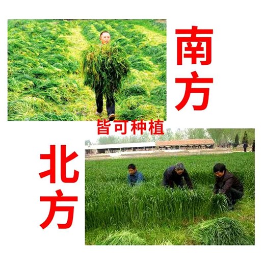 甘肃临夏常青草种草籽进口商批发稳固边坡绿化草种