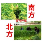 富平常青牧草种子厂家出售进口玉米草牧草种子批发价格图片4