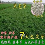 湖北荆州牧草种籽出售网点