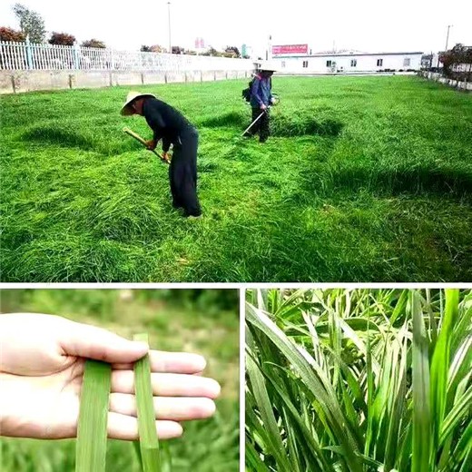 河北保定常青草种草籽销售点批发护坡草籽种子