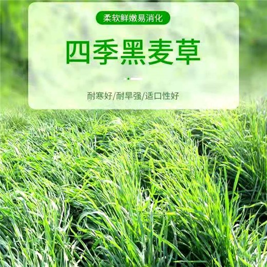 宁夏吴忠常青草种草籽代理商批发高边坡绿化施工草种草籽