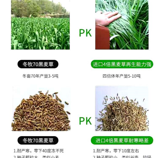 景区绿化草种子草子报价经销商