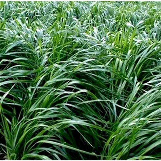 越冬牧草种子供应商价格便宜,曲靖常青草种草籽
