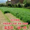 浙江温州牧草种籽零售部养殖户推荐
