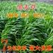 鄢陵县牧草籽供应商