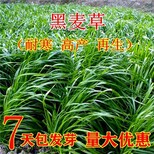 玉溪牧草种子公司图片5